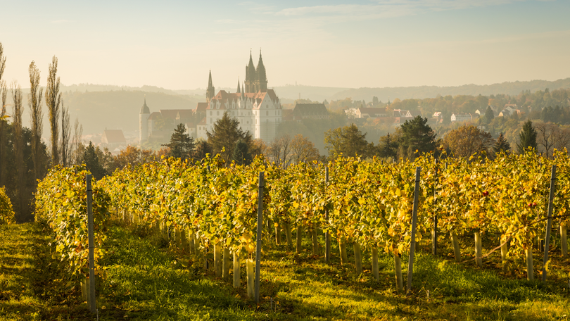 Blick auf Meißen und Albrechtsburg mit Weinberg im Vordergrund Blick auf Meißen und Albrechtsburg mit Weinberg im Vordergrund