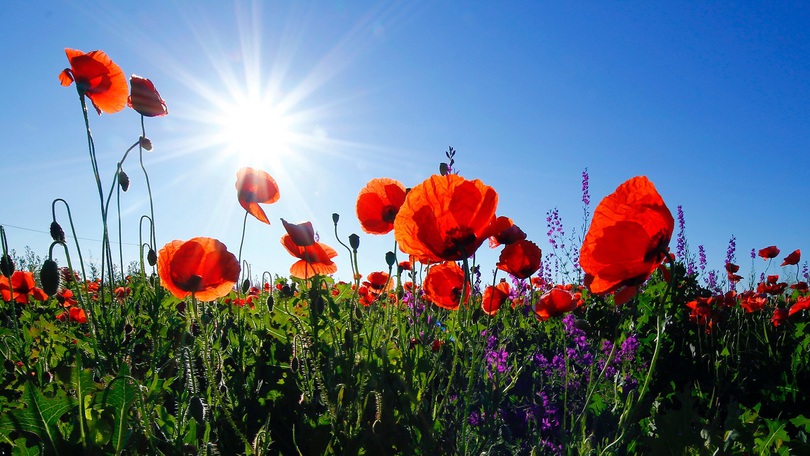 Feld mit Mohnblumen Feld mit Mohnblumen