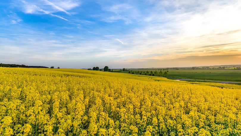 Aufnahme eines Rapsfeldes unter blauem Himmel. Im Hintergrund sind Wälder und grüne Landschaften zu sehen. Aufnahme eines Rapsfeldes unter blauem Himmel. Im Hintergrund sind Wälder und grüne Landschaften zu sehen.