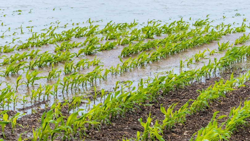 Hochwasser auf einem Feld Hochwasser auf einem Feld