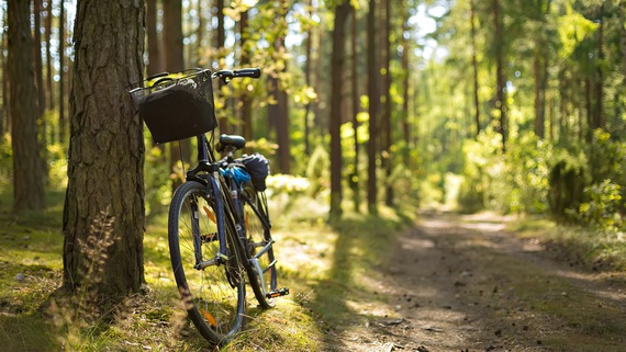 Foto: Ein Fahrrad lehnt an einem Baum neben einem Waldweg Foto: Ein Fahrrad lehnt an einem Baum neben einem Waldweg