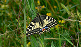 Schmetterling im Gras © Gabriele Fillbrandt Schmetterling im Gras © Gabriele Fillbrandt