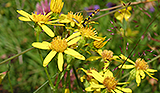 Blumen auf einer Wiese © Julia Baumeister Blumen auf einer Wiese © Julia Baumeister